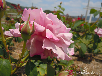 バラ（薔薇）：シャルル ド ゴール