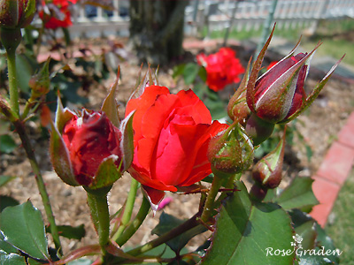 バラ（薔薇）：オリンピック ファイヤー