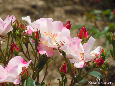 バラ（薔薇）：花霞