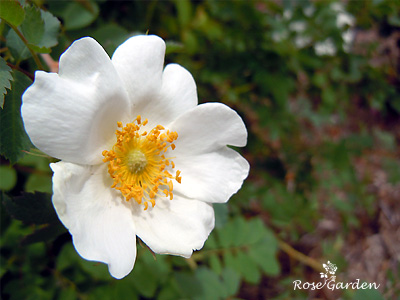 バラ（薔薇）：ローザ フェドゥシェンコアナ