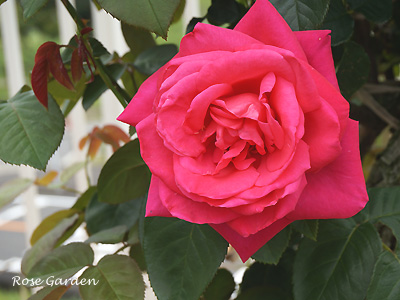 バラ（薔薇） ： マリア カラス