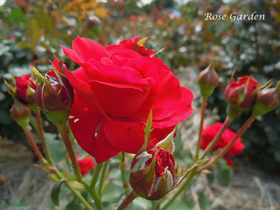 バラ（薔薇）：ニナ ウェイブル