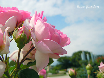 バラ（薔薇）：ジャスミーナ