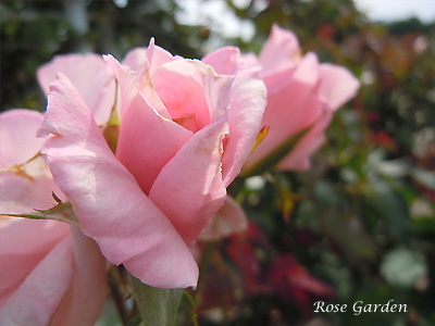 バラ（薔薇）：桜貝