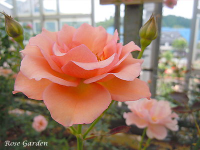 バラ（薔薇）｜700種類の花と200品種のバラの写真ブログ
