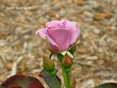 たそがれ：バラ（薔薇）