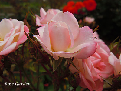 バラ（薔薇）：桜霞