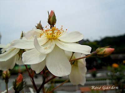 スノー グース：バラ（薔薇）