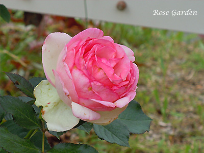 バラ（薔薇）：ピエール ドゥ ロンサール