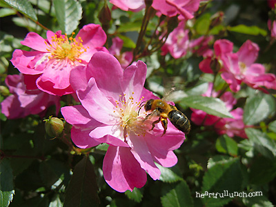 バラ（薔薇）：イエスタデイ